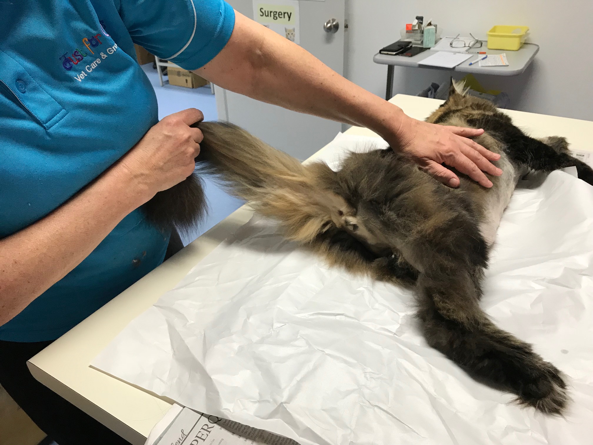 Sanitary store grooming cat